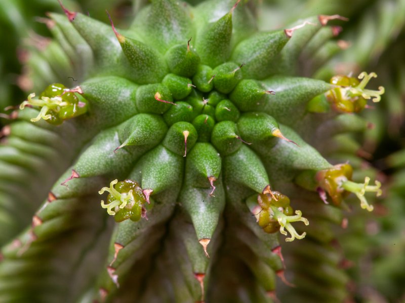 Euphorbia susannae 