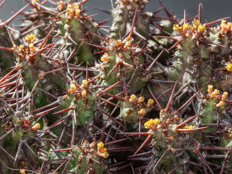 euphorbia philipsiae