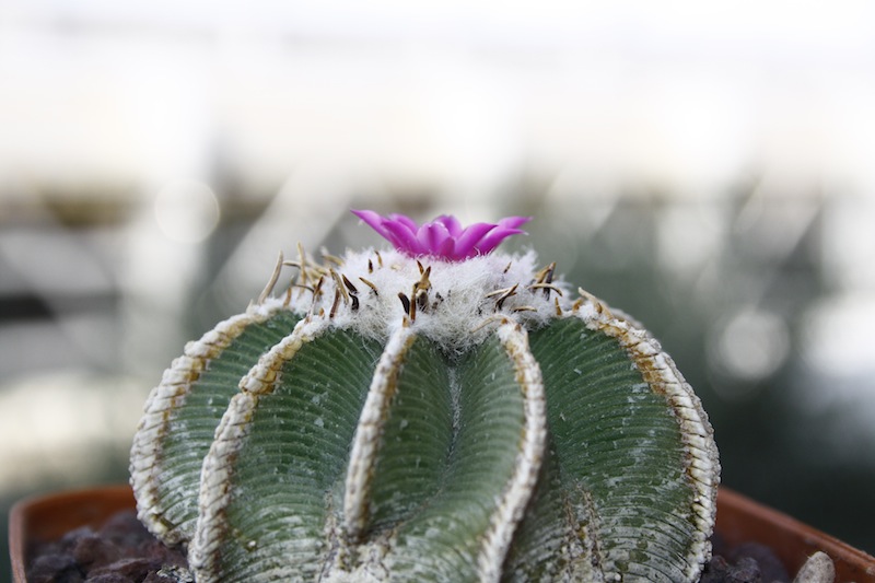 Aztekium hintonii 