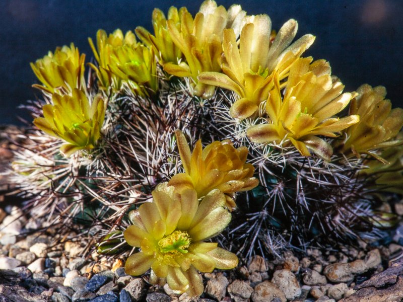 echinocereus davisii