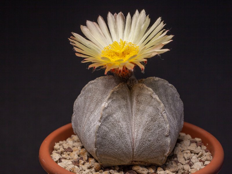 astrophytum coahuilense