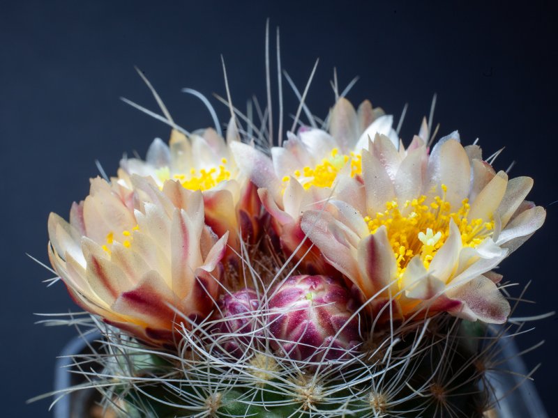 Pediocactus paradinei 