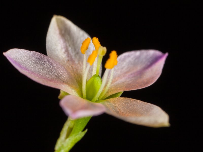Phemeranthus parviflorus (fiore) 