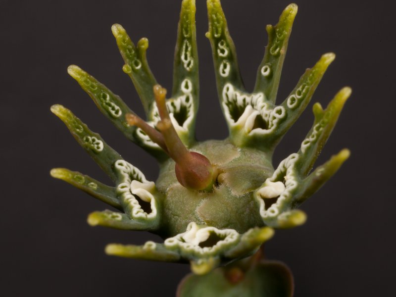 Euphorbia globosa 