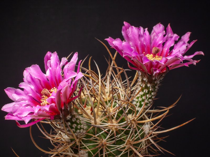 echinocereus lindsayi