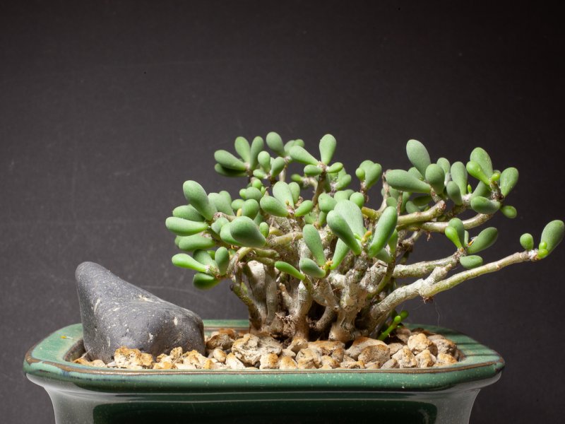 tylecodon schaeferianus