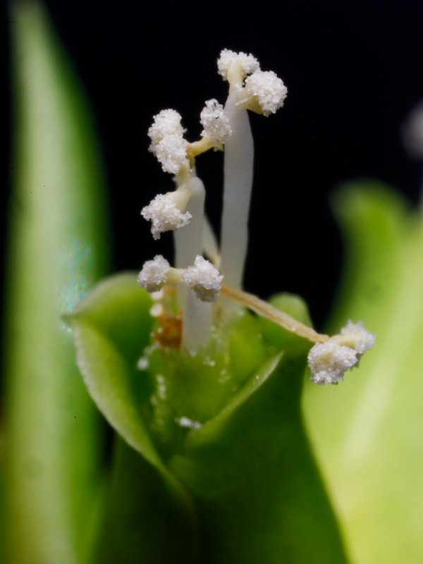 Euphorbia leuconeura 