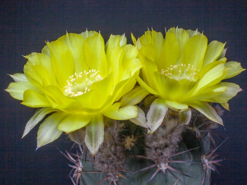 acanthocalycium glaucum