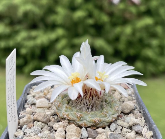 Strombocactus disciformis f. minimus VM 207