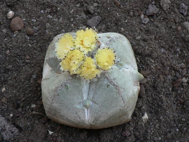 Astrophytum myriostigma v. quadricostatum 