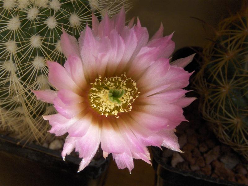 Echinocereus  reichenbachii v. albispinus 