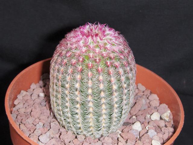 Echinocereus rigidissimus ssp. rubispinus 