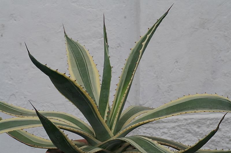 Agave americana 