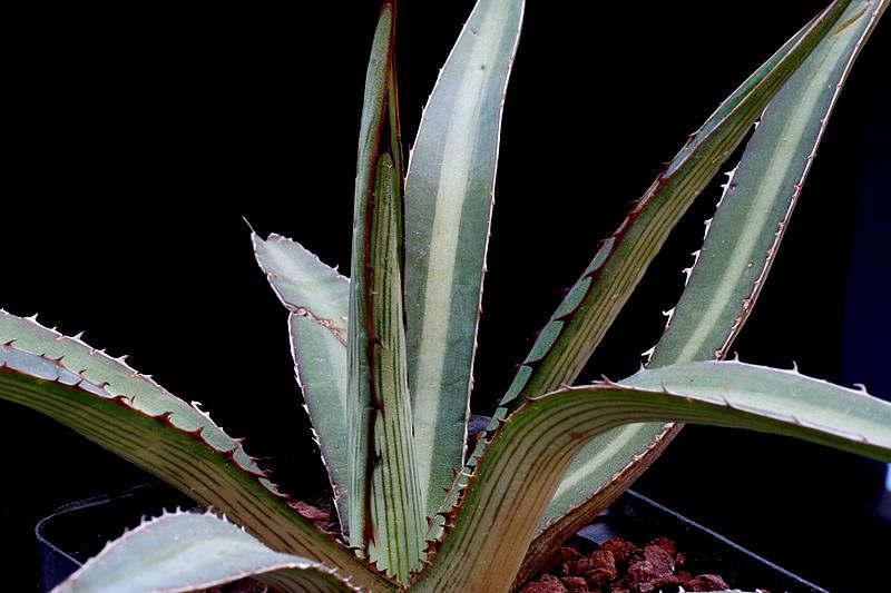 Agave garciae-mendozae 