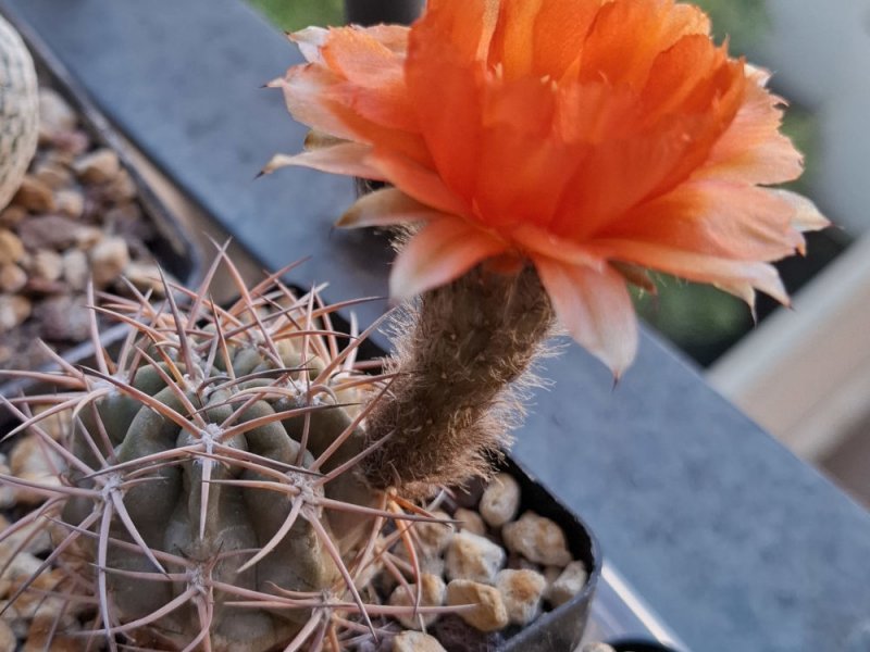 acanthocalycium ferrarii