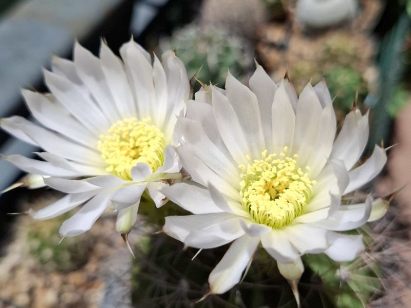 acanthocalycium violaceum