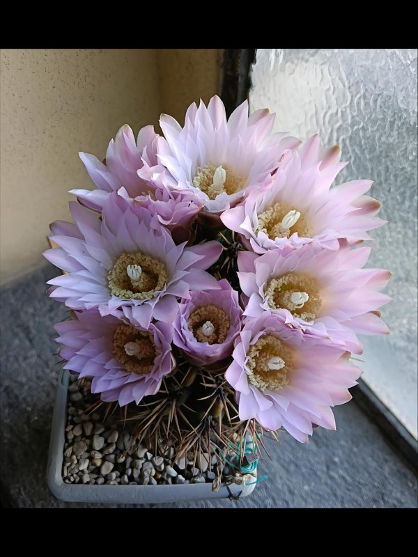 Gymnocalycium achirasense ssp. echinatum 