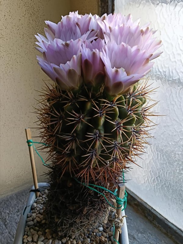 gymnocalycium achirasense ssp. echinatum