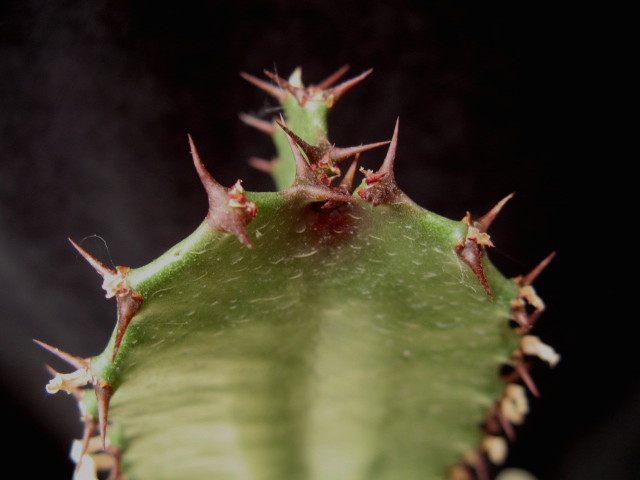 Euphorbia acrurensis 