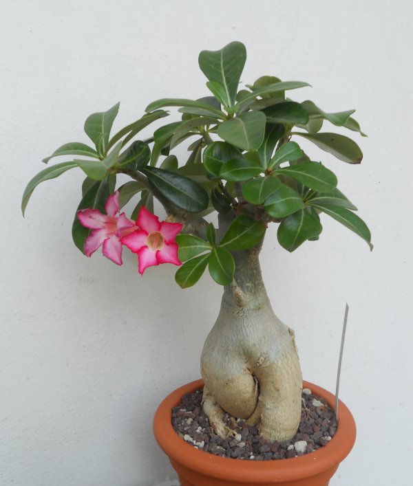 Adenium obesum 