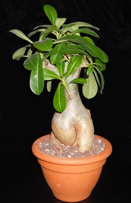 Adenium obesum 