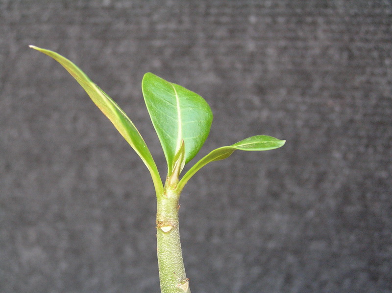 Adenium arabicum 