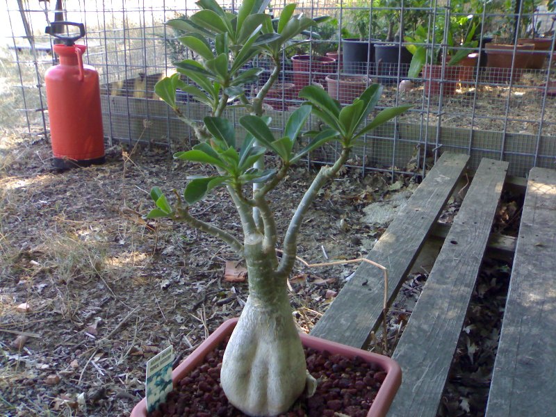 Adenium obesum 