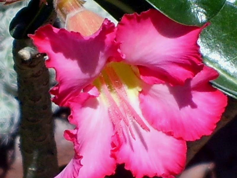 Adenium obesum 