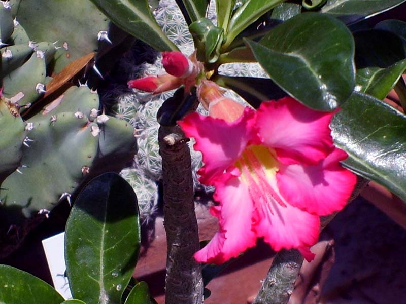 Adenium obesum 