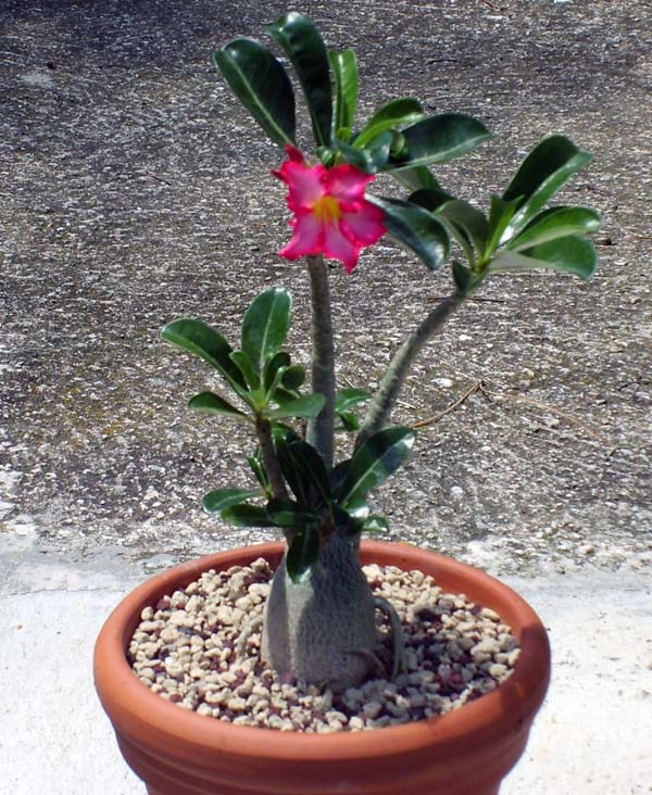 Adenium obesum 