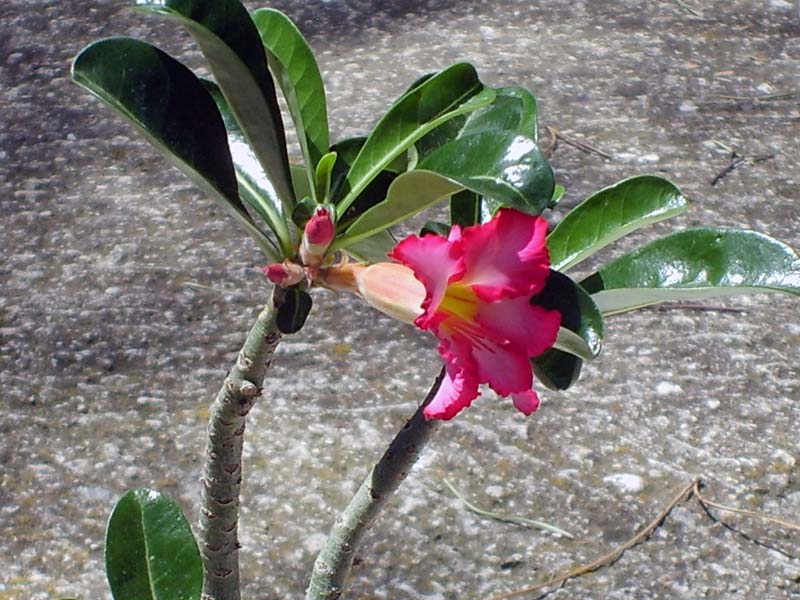 Adenium obesum 