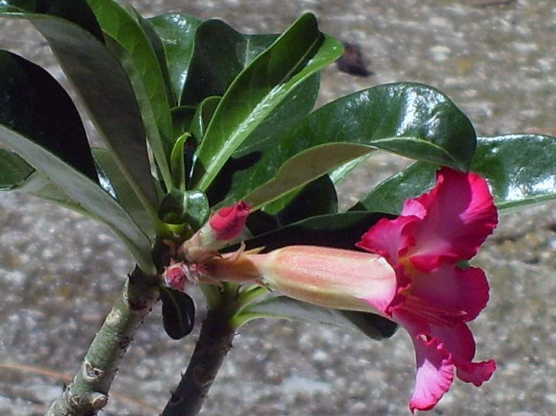 Adenium obesum 