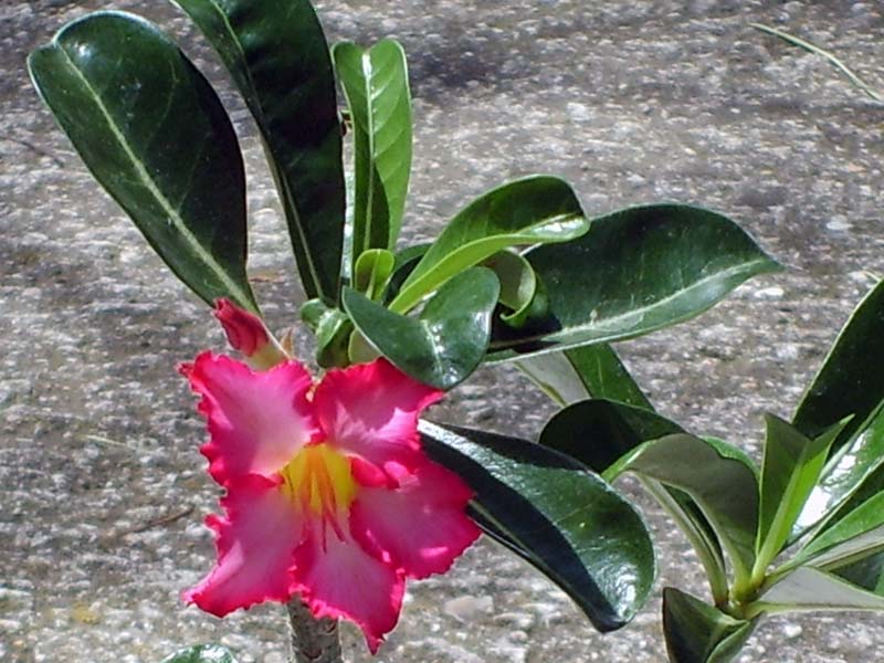 Adenium obesum 