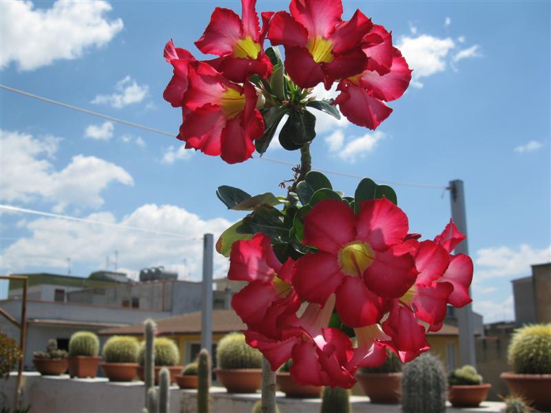 Adenium obesum 