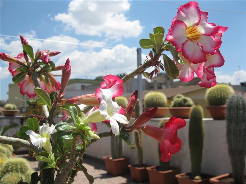 Adenium obesum 