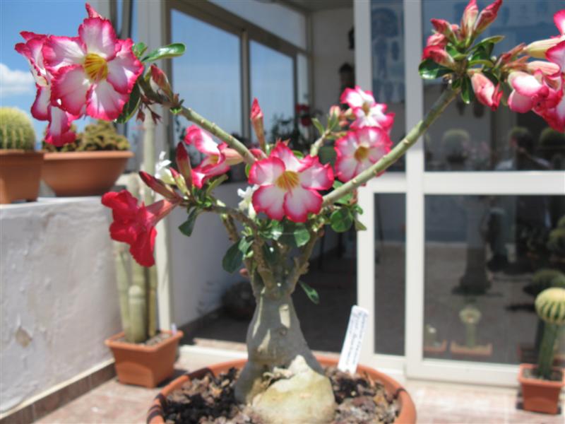 Adenium obesum 