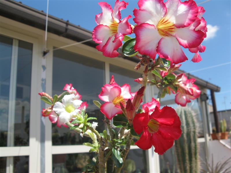 Adenium obesum 