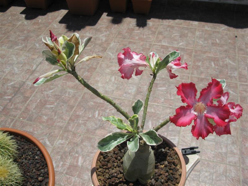 Adenium obesum 