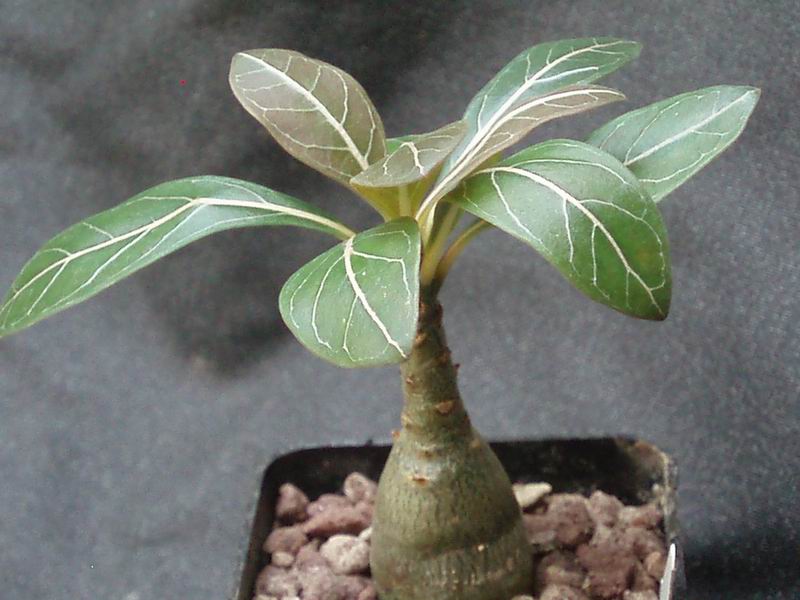 Adenium socotranum 