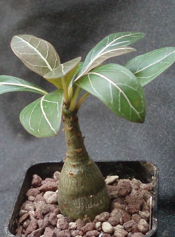 Adenium socotranum 