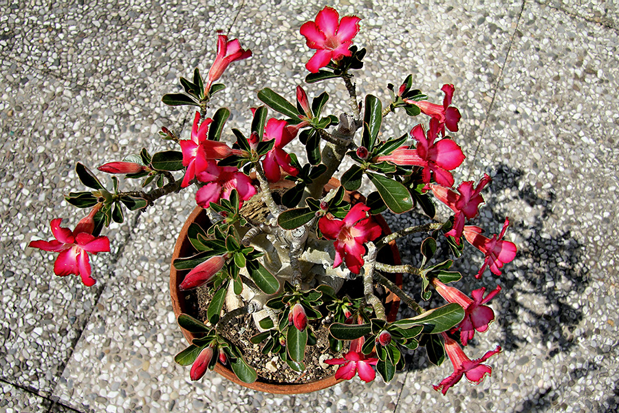 adenium obesum