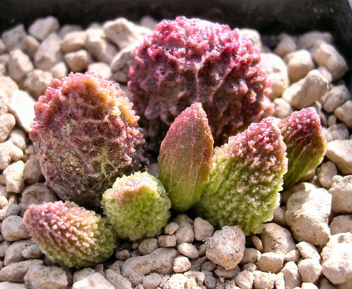 Adromischus marianae cv. herrei 