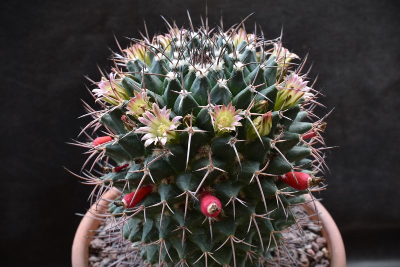 Mammillaria aff. carnea KS 012