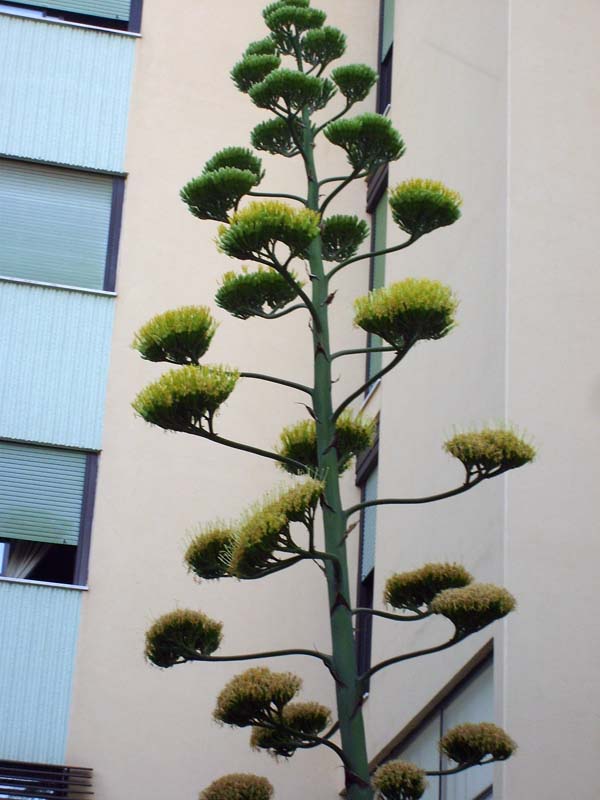 Agave americana 