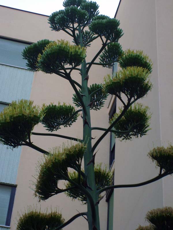 Agave americana 