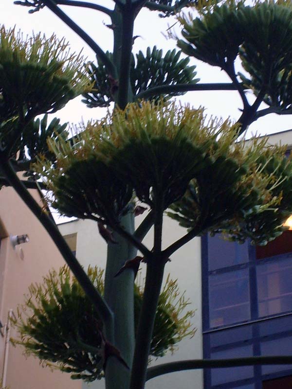 Agave americana 