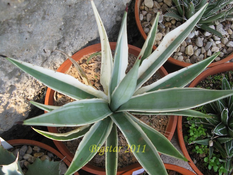 agave angustifolia v. variegata