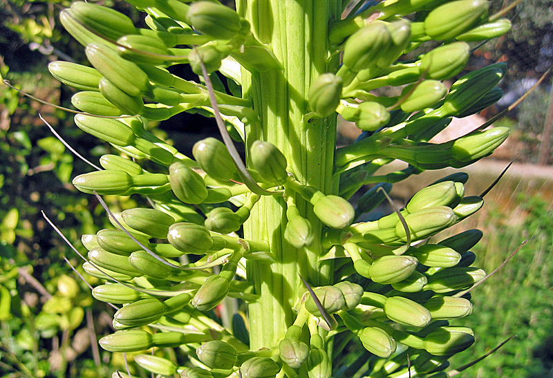 Agave attenuata 