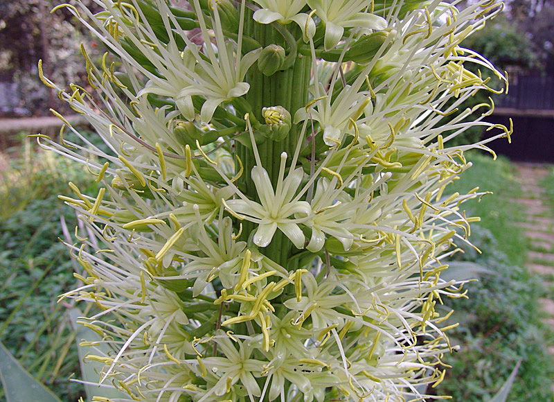 Agave attenuata 