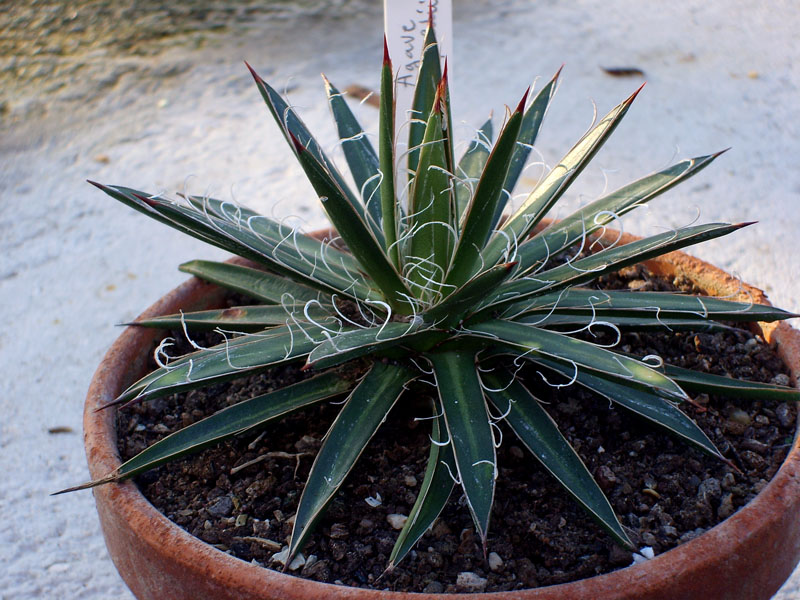 Agave leopoldii 